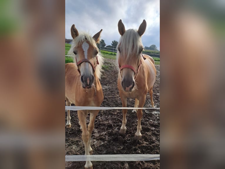 Edelbluthaflinger Hengst 1 Jaar Vos in Affing