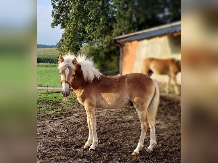 Edelbluthaflinger Hengst 1 Jaar Vos in Affing