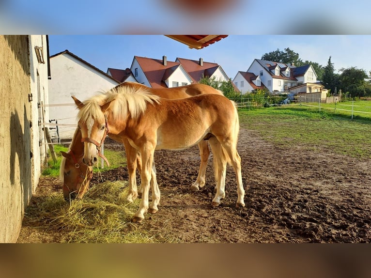 Edelbluthaflinger Hengst 1 Jaar Vos in Affing