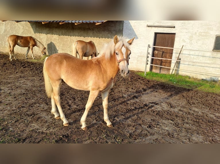 Edelbluthaflinger Hengst 1 Jaar Vos in Affing