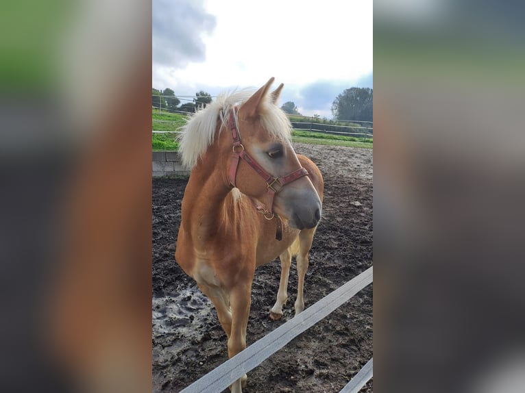 Edelbluthaflinger Hengst 1 Jaar Vos in Affing