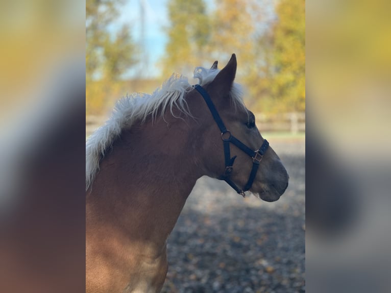 Edelbluthaflinger Hengst 1 Jaar Vos in Erbendorf
