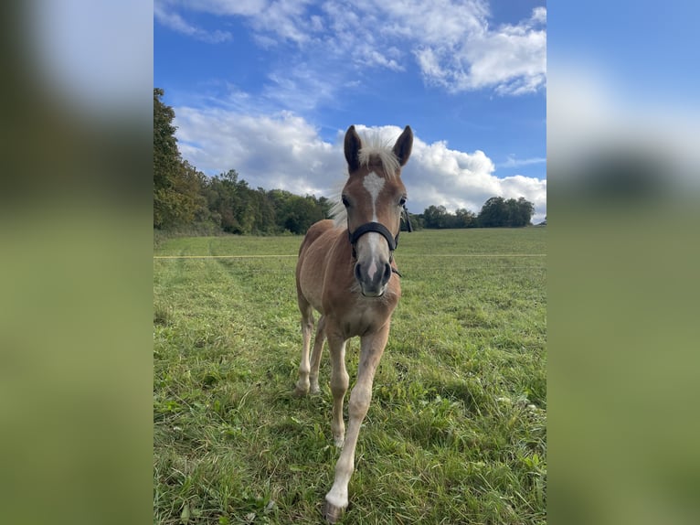 Edelbluthaflinger Hengst 1 Jaar Vos in Leutenberg