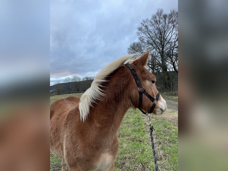 Edelbluthaflinger Hengst 1 Jaar Vos in Leutenberg