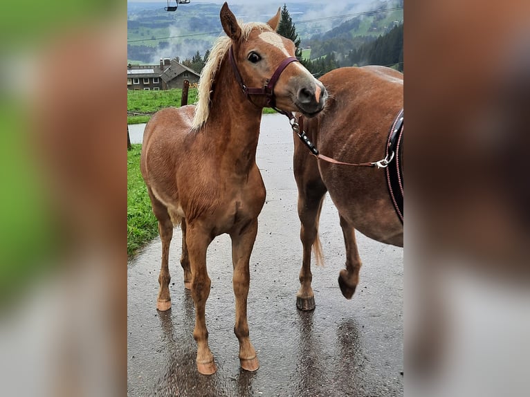 Edelbluthaflinger Hengst 1 Jahr 130 cm Fuchs in Rettenberg