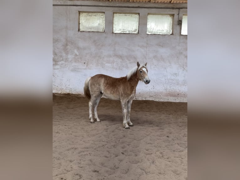 Edelbluthaflinger Hengst 1 Jahr 148 cm Palomino in Scheßlitz