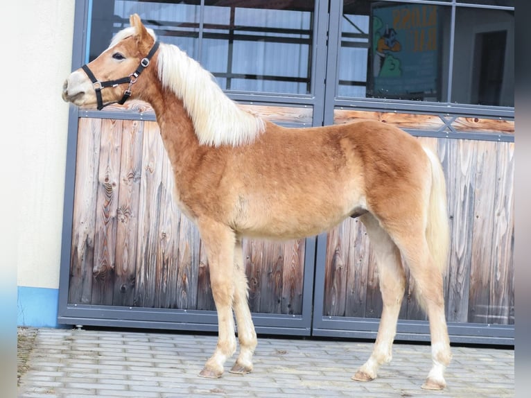 Edelbluthaflinger Hengst 1 Jahr 150 cm Fuchs in Ebermannsdorf