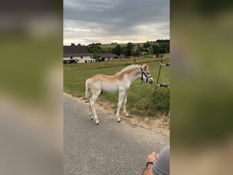Edelbluthaflinger Hengst 1 Jahr 150 cm Fuchs in Hüttenberg