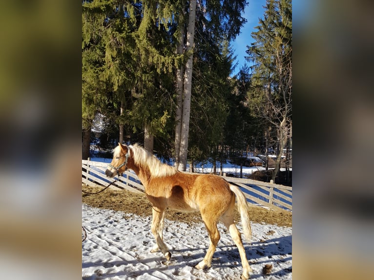 Edelbluthaflinger Hengst 1 Jahr 156 cm Fuchs in Ulten
