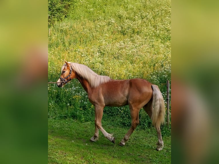 Edelbluthaflinger Hengst 1 Jahr 156 cm Fuchs in Ulten