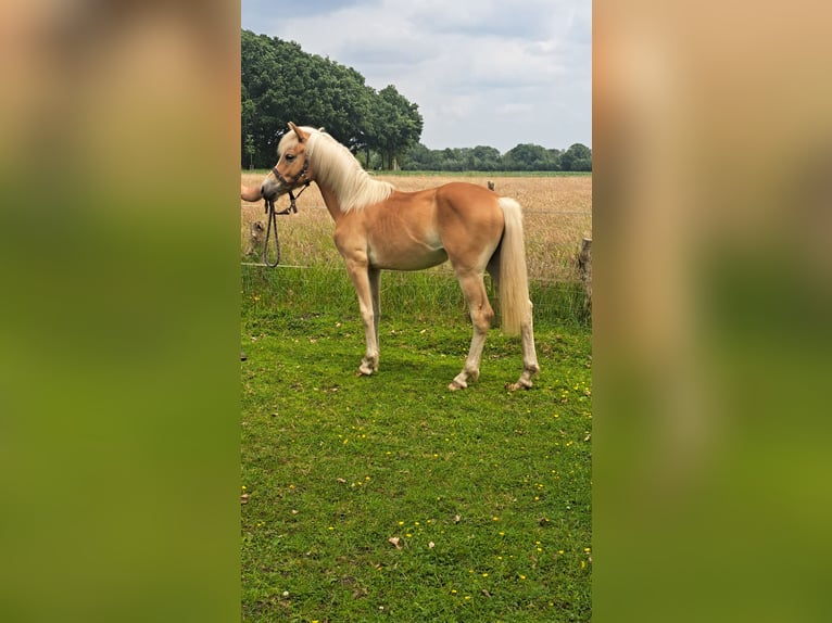 Edelbluthaflinger Hengst 1 Jahr Fuchs in Vreden