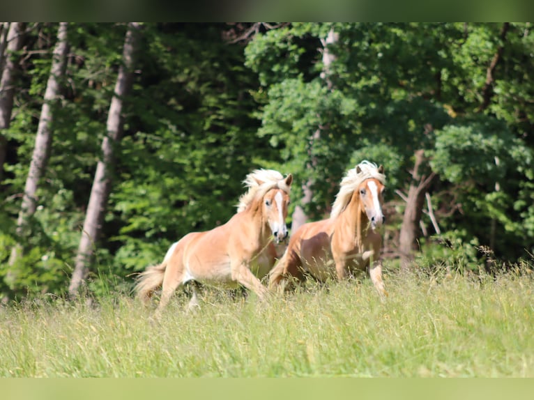Edelbluthaflinger Hengst 1 Jahr Fuchs in Achslach