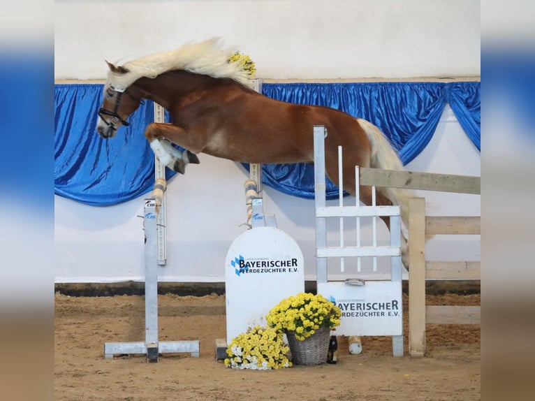 Edelbluthaflinger Hengst 2 Jaar 147 cm Vos in Bayreuth