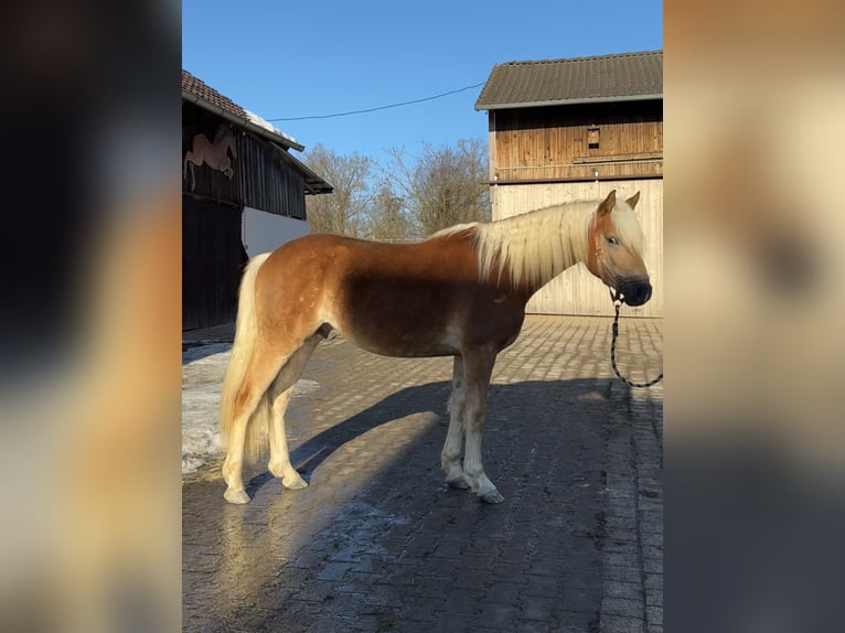 Edelbluthaflinger Hengst 2 Jaar 150 cm Vos in Falkenberg