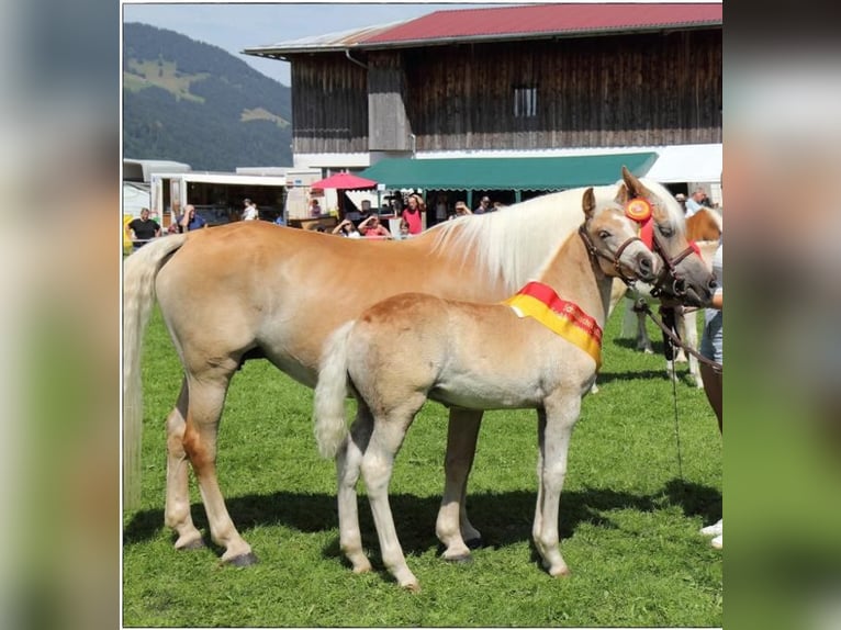 Edelbluthaflinger Hengst 2 Jahre 145 cm in Berg