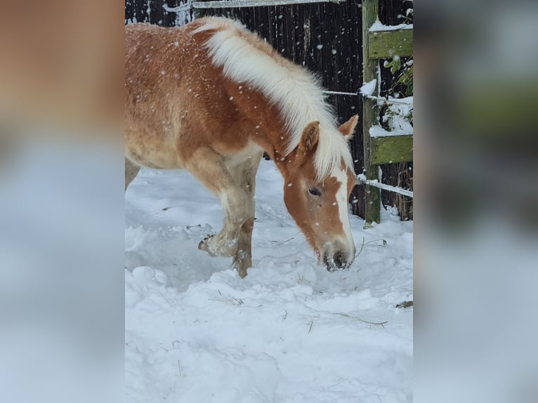 Edelbluthaflinger Hengst 2 Jahre 145 cm in Berg