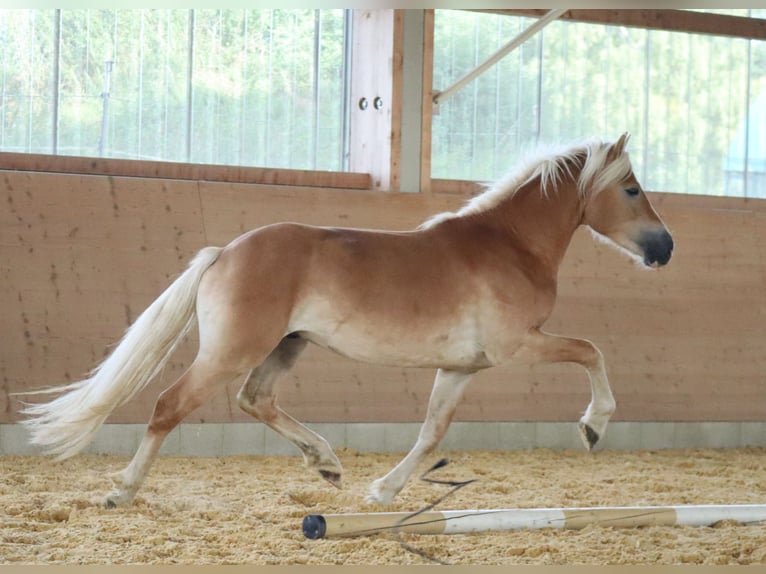 Edelbluthaflinger Hengst 2 Jahre 148 cm Fuchs in Ebermannsdorf