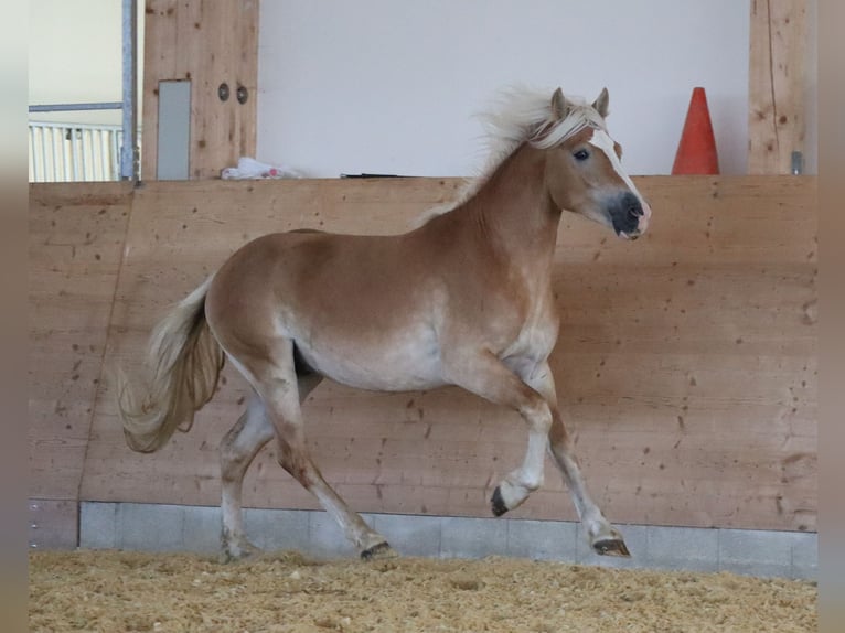 Edelbluthaflinger Hengst 2 Jahre 148 cm Fuchs in Ebermannsdorf