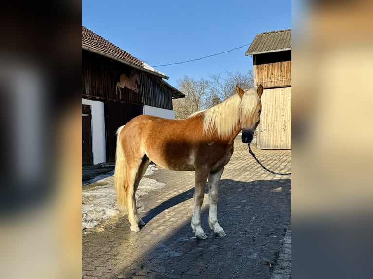 Edelbluthaflinger Hengst 2 Jahre 150 cm Fuchs in Falkenberg