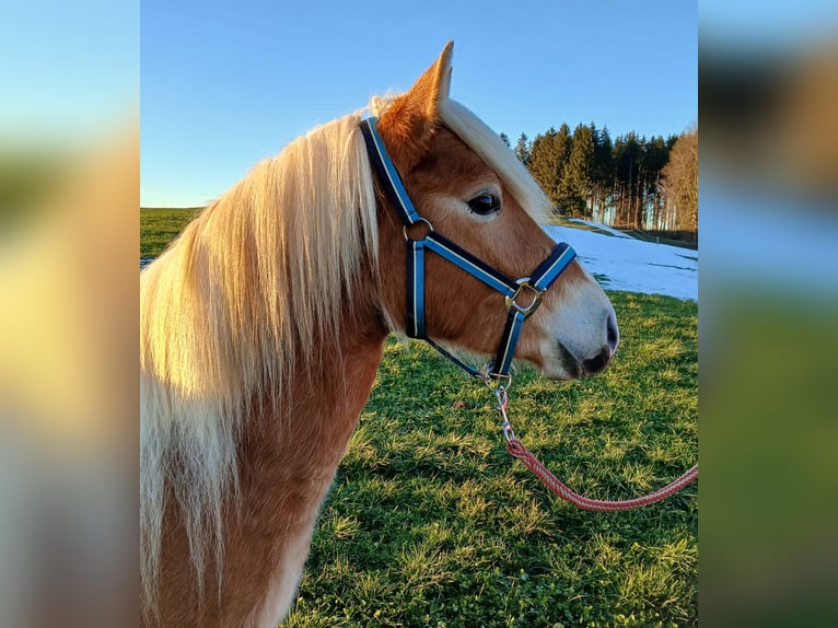 Edelbluthaflinger Hengst 3 Jaar 142 cm in Rettenbach