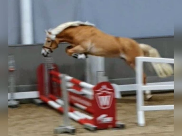 Edelbluthaflinger Hengst 3 Jaar 144 cm Vos in Diepholz