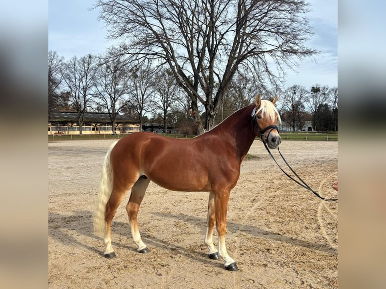 Edelbluthaflinger Hengst 3 Jaar 147 cm Vos in Miesbach