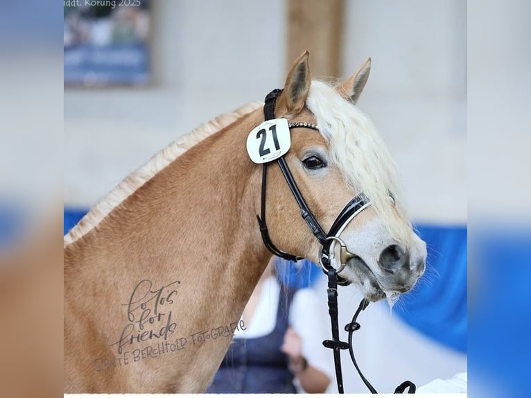 Edelbluthaflinger Hengst 3 Jaar 151 cm Vos in Ebermannsdorf