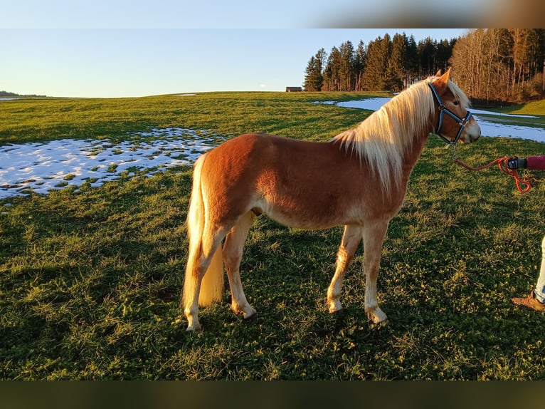 Edelbluthaflinger Hengst 3 Jahre 142 cm in Rettenbach