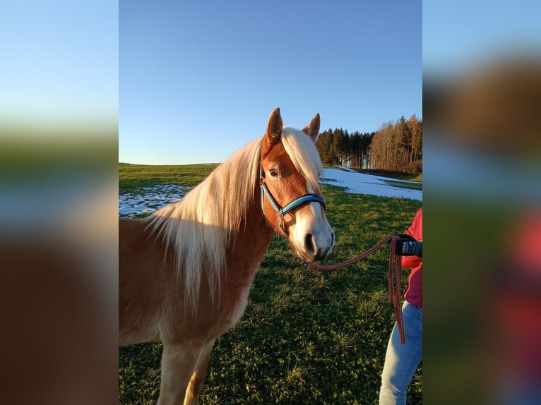 Edelbluthaflinger Hengst 3 Jahre 142 cm in Rettenbach