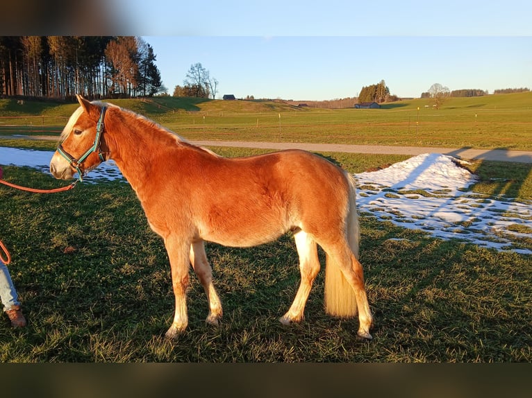 Edelbluthaflinger Hengst 3 Jahre 142 cm in Rettenbach