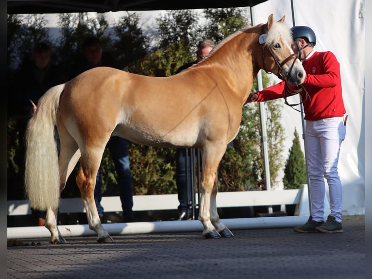 Edelbluthaflinger Hengst 3 Jahre 144 cm Fuchs in Diepholz