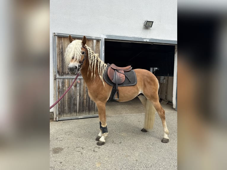 Edelbluthaflinger Hengst 3 Jahre 147 cm  in Bad Blumau