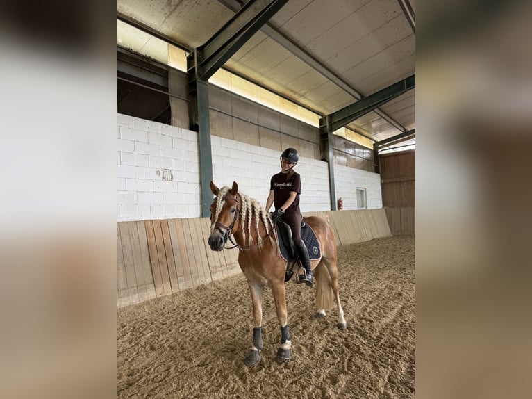 Edelbluthaflinger Hengst 3 Jahre 147 cm  in Bad Blumau