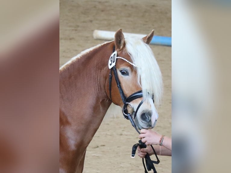 Edelbluthaflinger Hengst 3 Jahre 147 cm Fuchs in Bayreuth