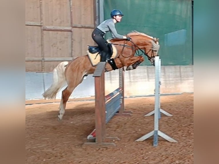 Edelbluthaflinger Hengst 6 Jaar 148 cm in Bayreuth