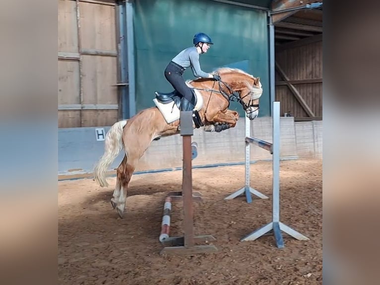 Edelbluthaflinger Hengst 6 Jaar 148 cm in Bayreuth