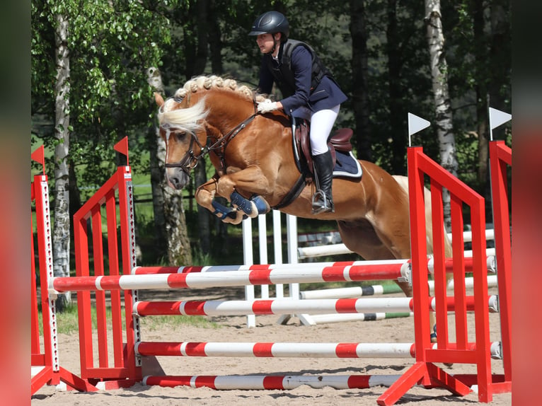 Edelbluthaflinger Hengst 6 Jaar 148 cm in Bayreuth