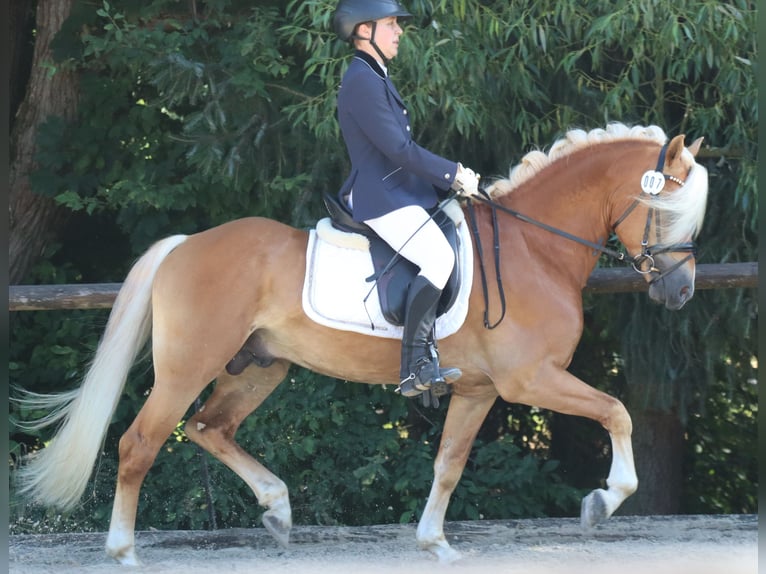 Edelbluthaflinger Hengst 6 Jahre 148 cm in Bayreuth