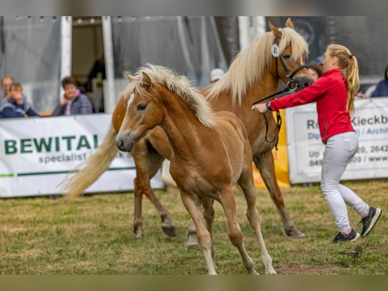 Edelbluthaflinger Hengst Fohlen (03/2025) 148 cm Fuchs in Apen