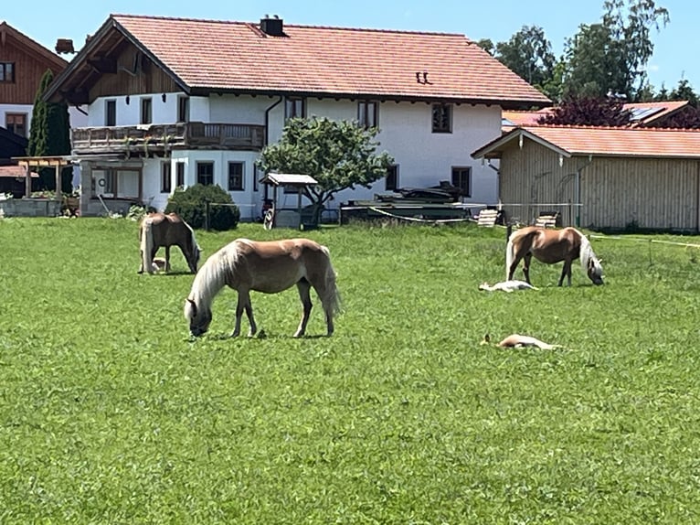 Edelbluthaflinger Hengst  150 cm Fuchs in Raubling