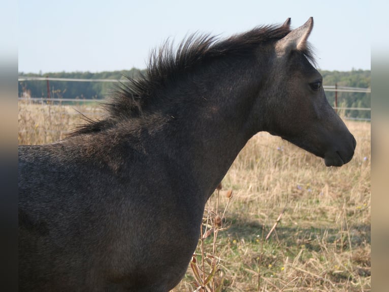 Edelbluthaflinger Hengst Fohlen (04/2024) 150 cm Schimmel in Rosenberg