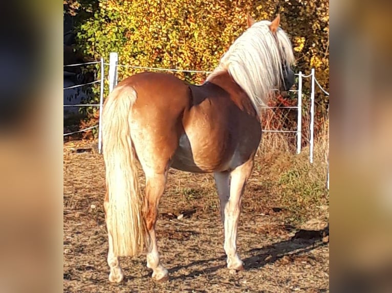 Edelbluthaflinger Hengst Fohlen (04/2024) 150 cm Schimmel in Rosenberg