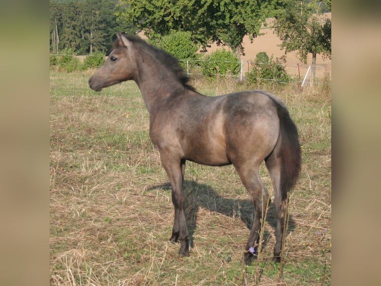 Edelbluthaflinger Hengst Fohlen (04/2024) 150 cm Schimmel in Rosenberg