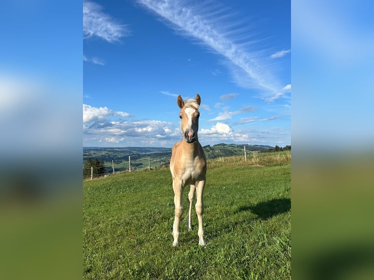 Edelbluthaflinger Hengst Fohlen (04/2026)  in Rettenberg