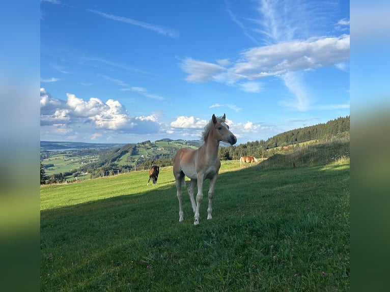 Edelbluthaflinger Hengst Fohlen (04/2026)  in Rettenberg