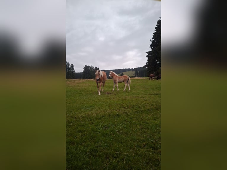 Edelbluthaflinger Hengst Fohlen (04/2026)  in Rettenberg