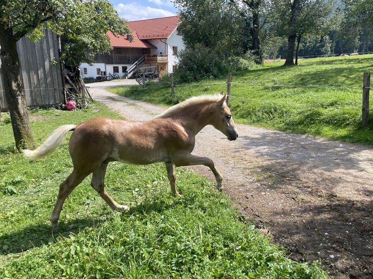Edelbluthaflinger Hengst Fohlen (04/2025) Fuchs in Bad Feilnbach