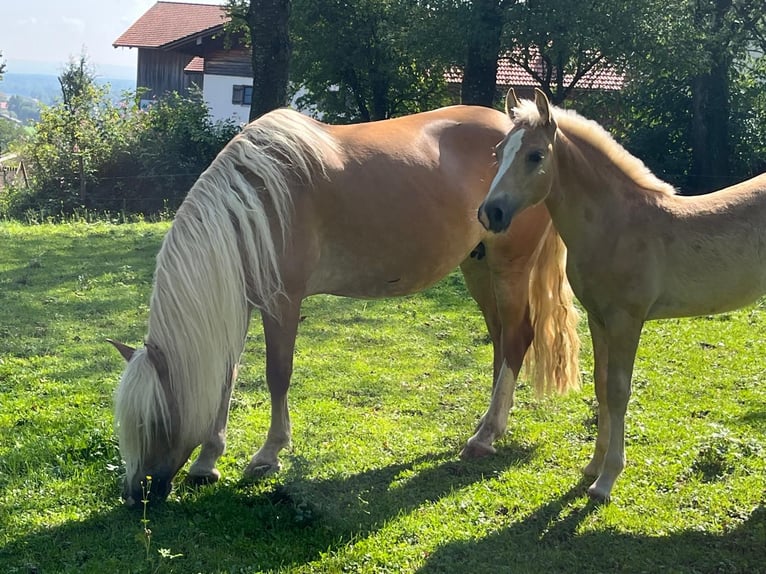 Edelbluthaflinger Hengst Fohlen (04/2025) Fuchs in Bad Feilnbach