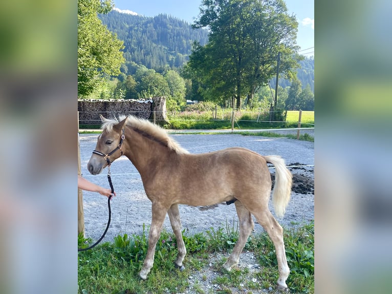 Edelbluthaflinger Hengst Fohlen (04/2024) Fuchs in Gmund am Tegernsee