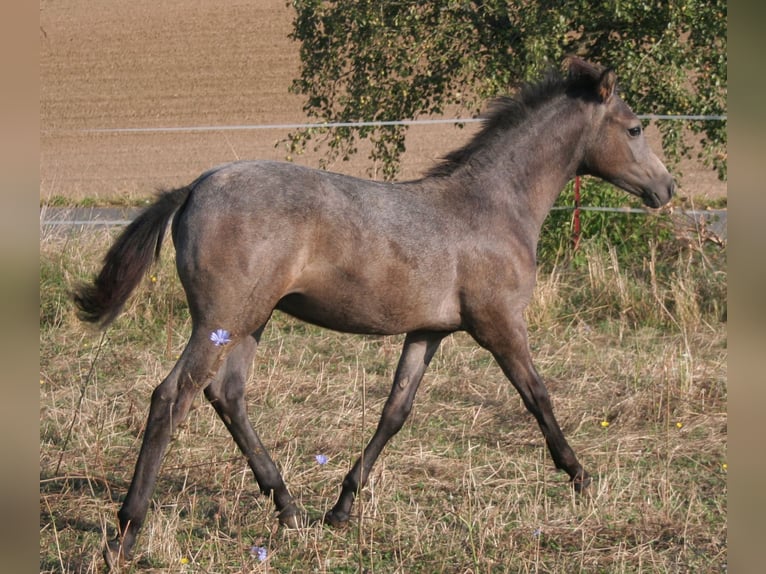 Edelbluthaflinger Hengst veulen (04/2024) 150 cm Schimmel in Rosenberg